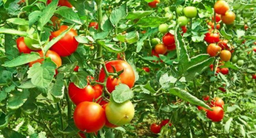 Jak dosáhnout vysokého výnosu rajčat